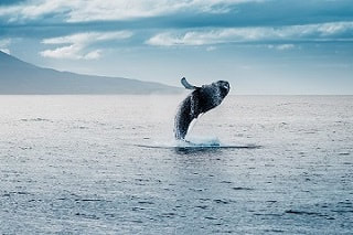 Whale Watching Tours Iceland